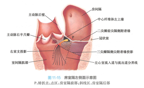房室隔左侧面