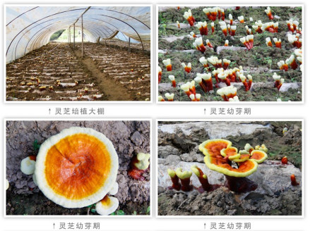 灵芝生长过程