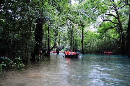 水上森林