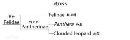 核DNA