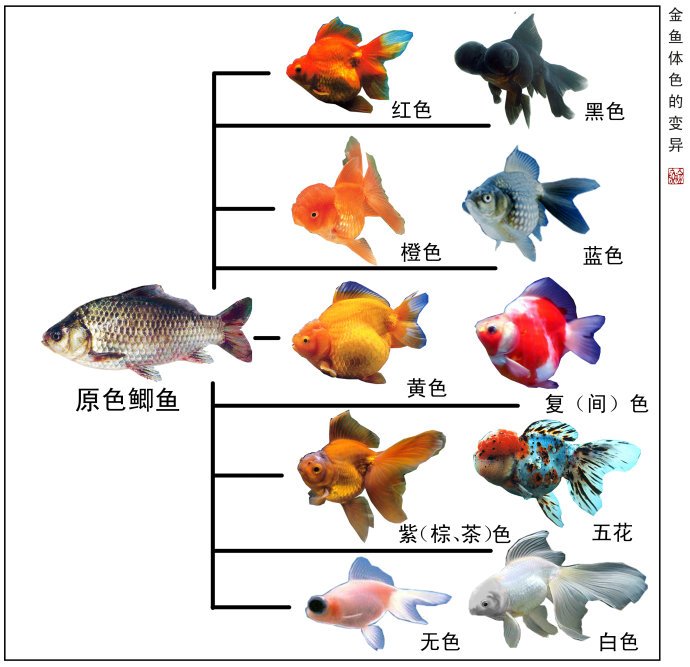 体色变异