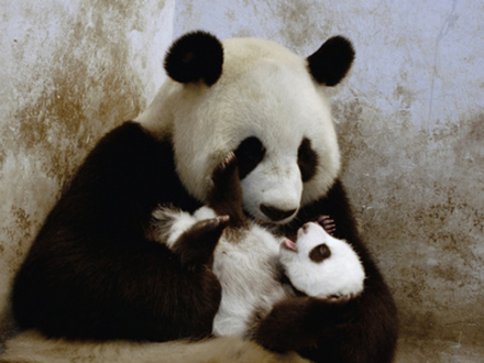 母与子