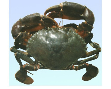三门青蟹