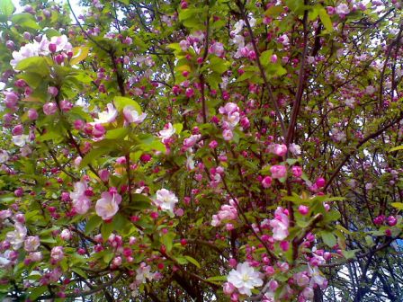 海棠现为宝鸡市市花