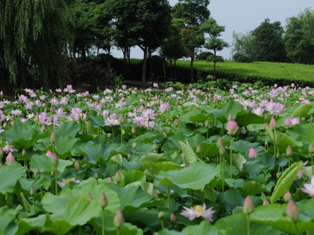 无锡荷花