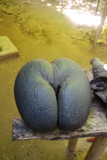 塞舌尔海椰子