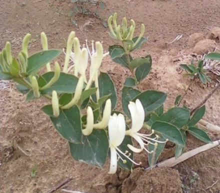 金银花小苗