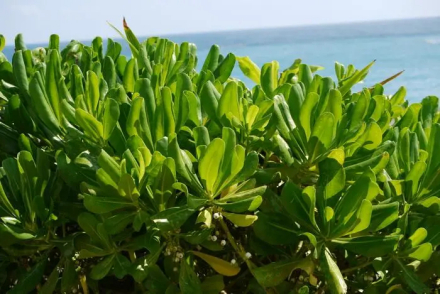 草海桐
