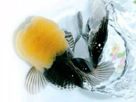 金头黑白狮