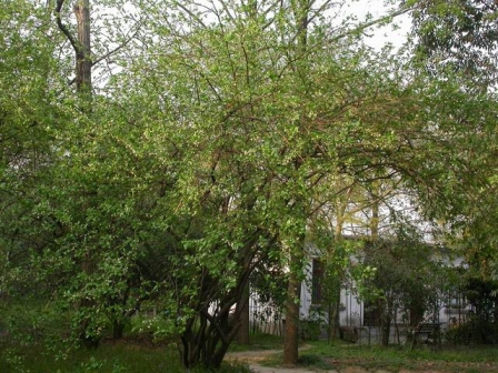 秤锤树