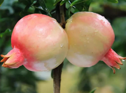 蒙自石榴