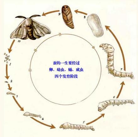 蚕的四个发育阶段