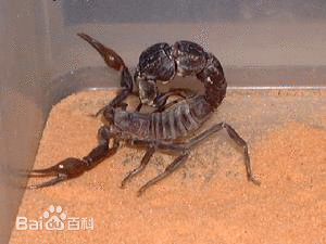 土耳其黑肥尾蝎