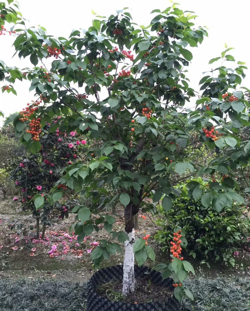 李属植物的樱桃