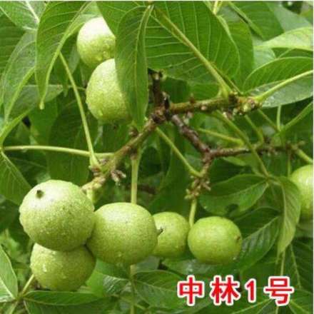中林1号