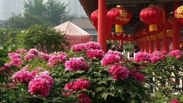国花魂风光