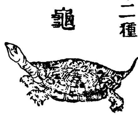 龟甲 