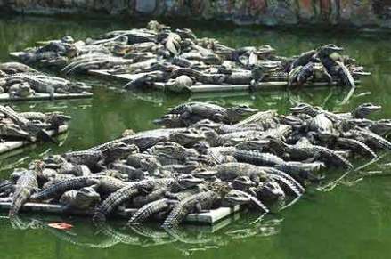 鳄鱼湖