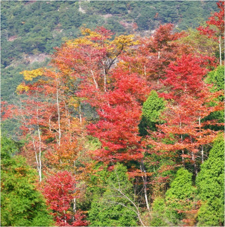 仙居美景 