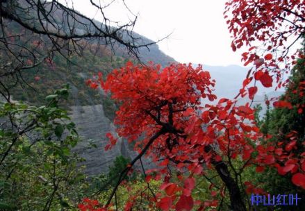 仲山红叶