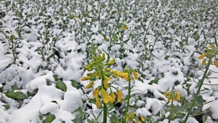 山上梯田盛开的油菜花