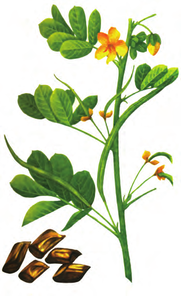 决明 