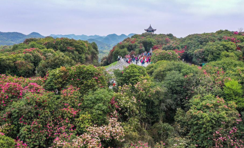 百里杜鹃风景名胜区