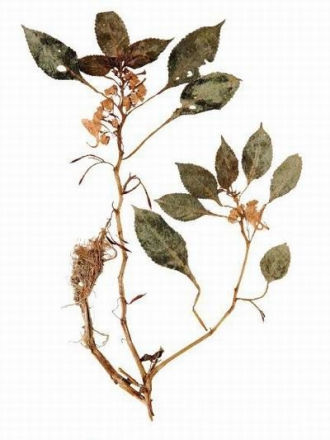 括苍山凤仙花（模式标本）