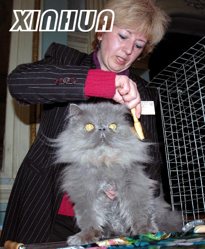 第比利斯举行国际猫展