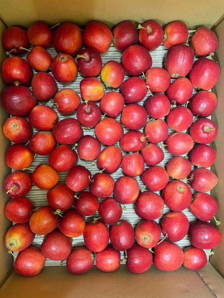 沙果