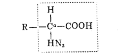 α氨基酸的结构通式 