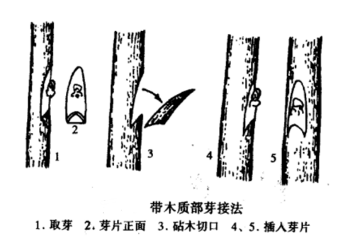 带木质部芽接法