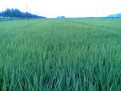 龙潭区农业