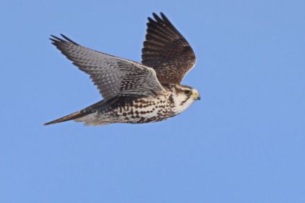 飞行的猎隼（Falco cherrug） 