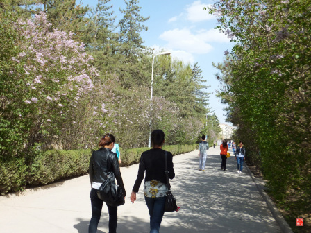 宁夏师范大学老校区校园掠影