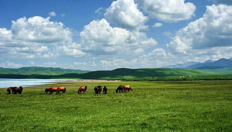 焉支山南部大马营草原