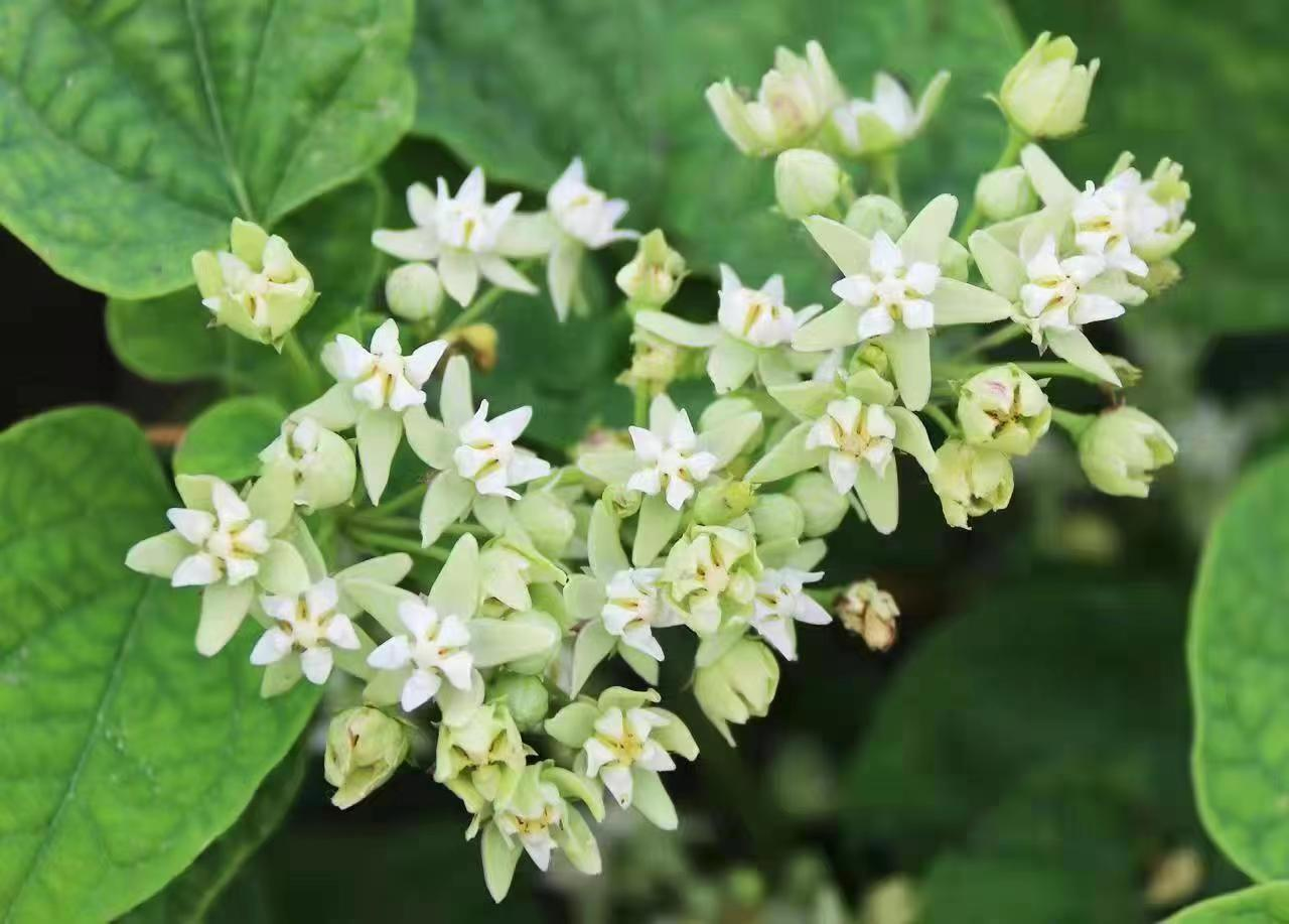 何首乌的花