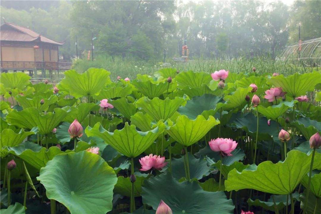 南彩镇河北村