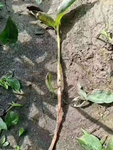 根腐病