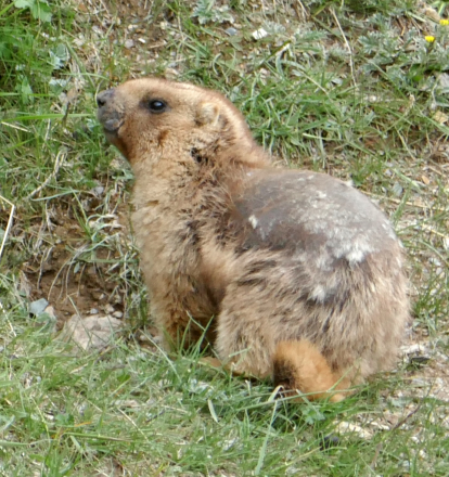 灰旱獭