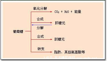 糖代谢