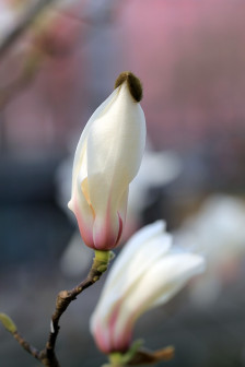 玉兰花蕾