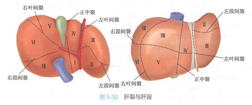 肝裂与肝段