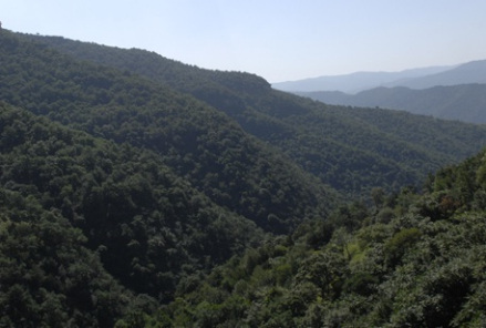 交口林区