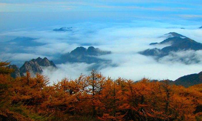 太白山针叶林带