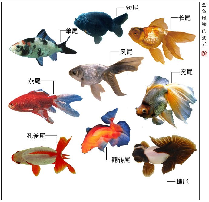 尾鳍变异