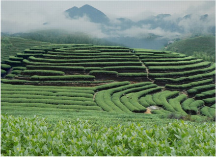 中国高山茶之乡---大田欢迎您