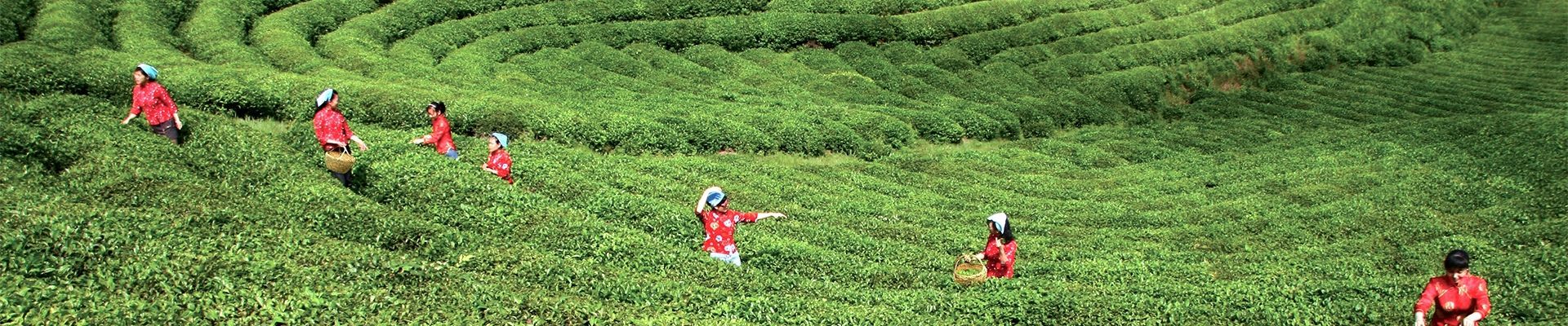 庐山云雾茶