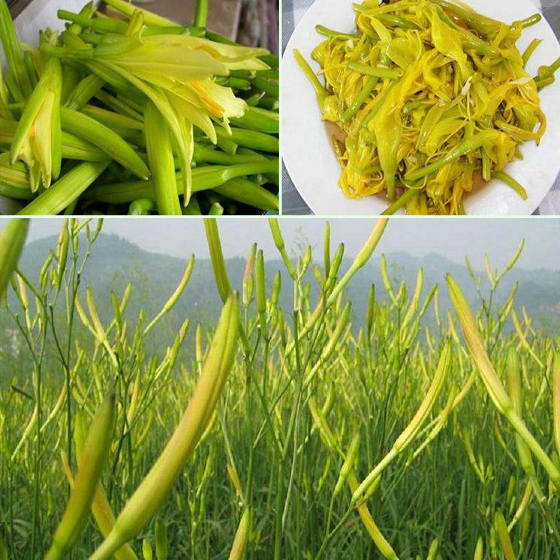 庆阳黄花菜