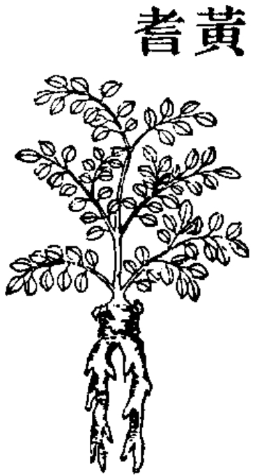 黄芪 